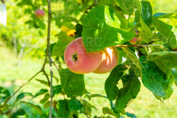 
  Продается дом, 170 м², Сочи
. Фото 7.