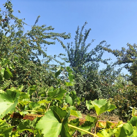 
  Продается земельный участок, 5.5 соток, хутор Шмат
. Фото 3.